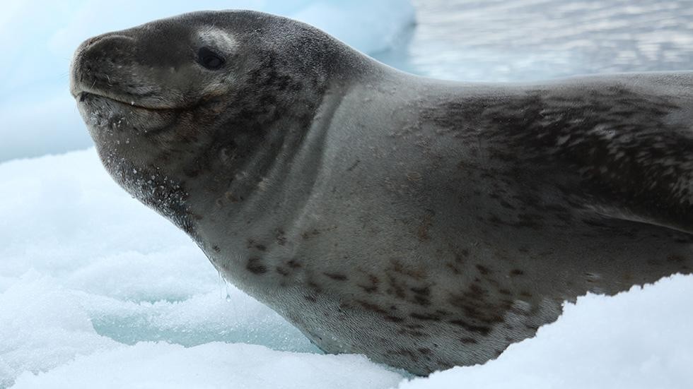 Hải cẩu báo (Leopard seal) không có tai. Những sinh vật này sử dụng sóng siêu âm để xác định vị trí của con mồi (như chim cánh cụt và những con hải cẩu khác) để tấn công và xẻ thịt.